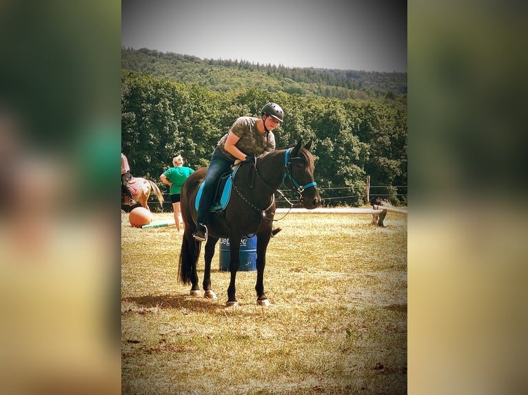 Polish Halfbred Mare 13 years 15.1 hh Black in Babenhausen