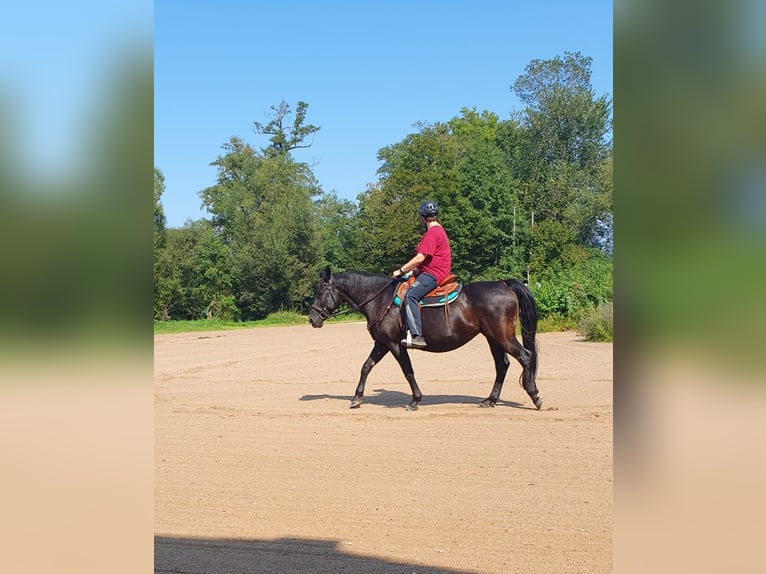 Polish Halfbred Mare 13 years 15.1 hh Black in Babenhausen