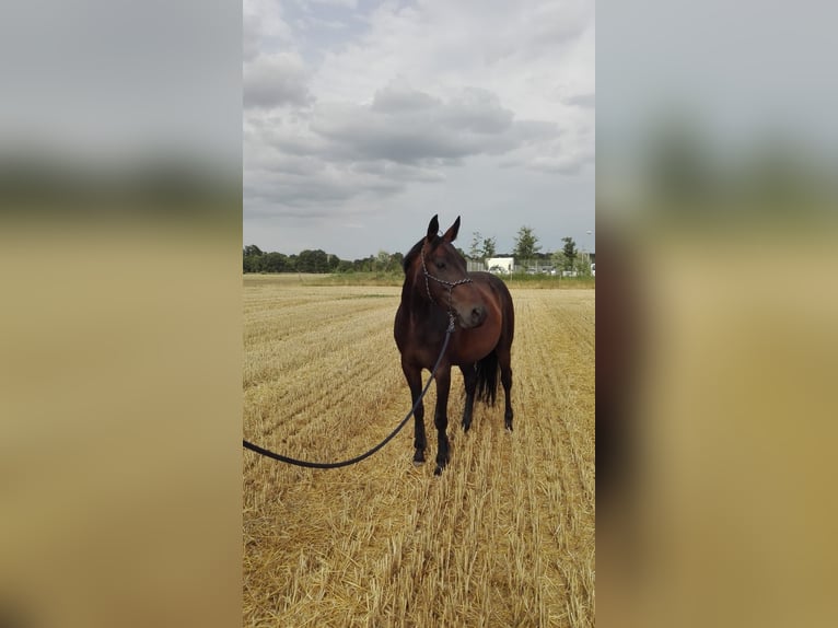 Polish Halfbred Mare 13 years 15,3 hh Bay-Dark in Havixbeck