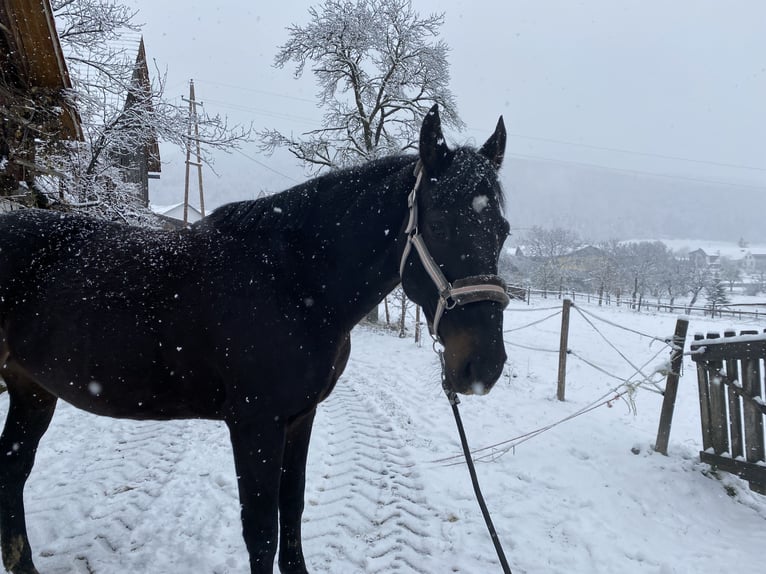 Polish Halfbred Mare 13 years 15,3 hh in Passail