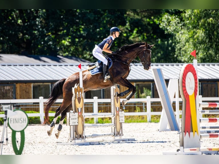 Polish Halfbred Mare 13 years 16.2 hh Smoky-Black in Legionowo