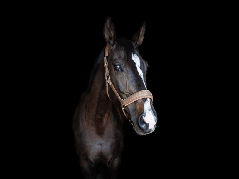 Polish Halfbred Mare 13 years 16.2 hh Smoky-Black in Legionowo
