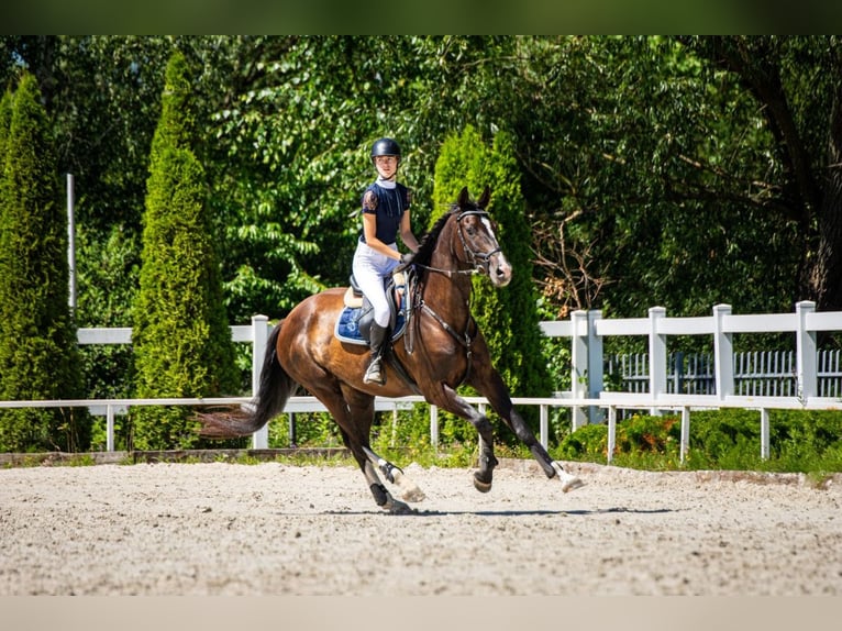 Polish Halfbred Mare 13 years 16.2 hh Smoky-Black in Legionowo