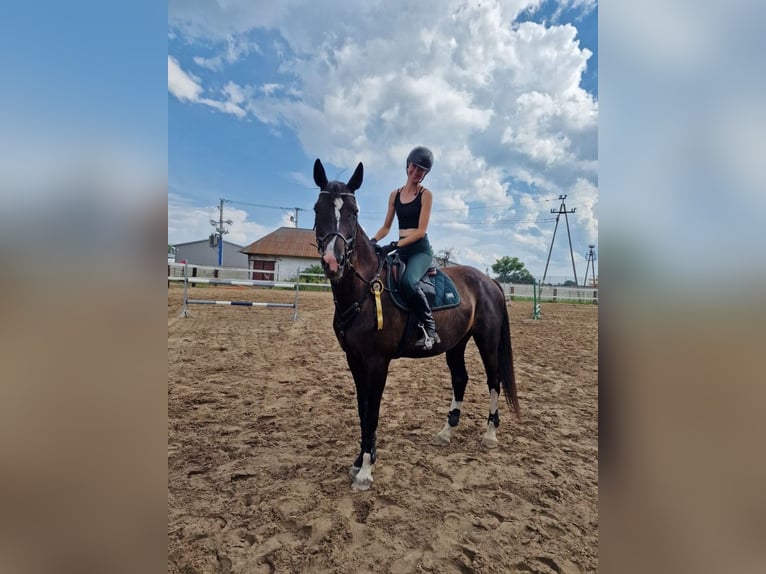 Polish Halfbred Mare 13 years 16.2 hh Smoky-Black in Legionowo
