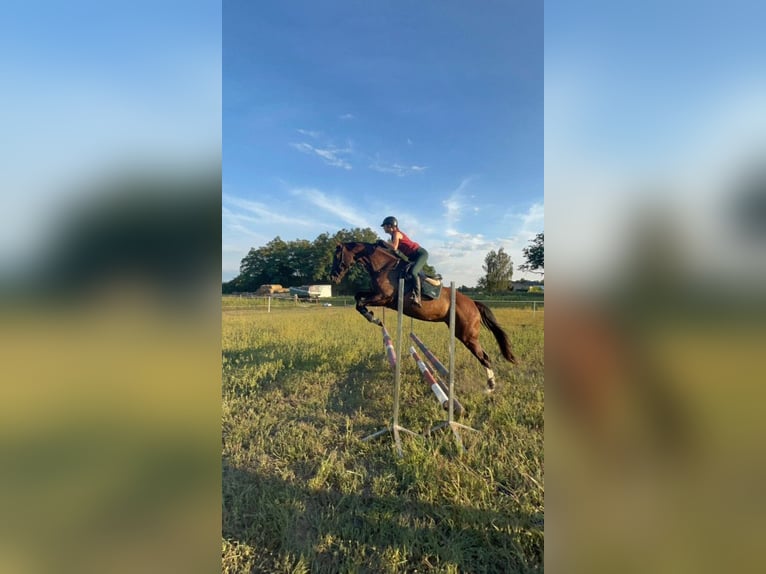 Polish Halfbred Mare 13 years 16.2 hh Smoky-Black in Legionowo