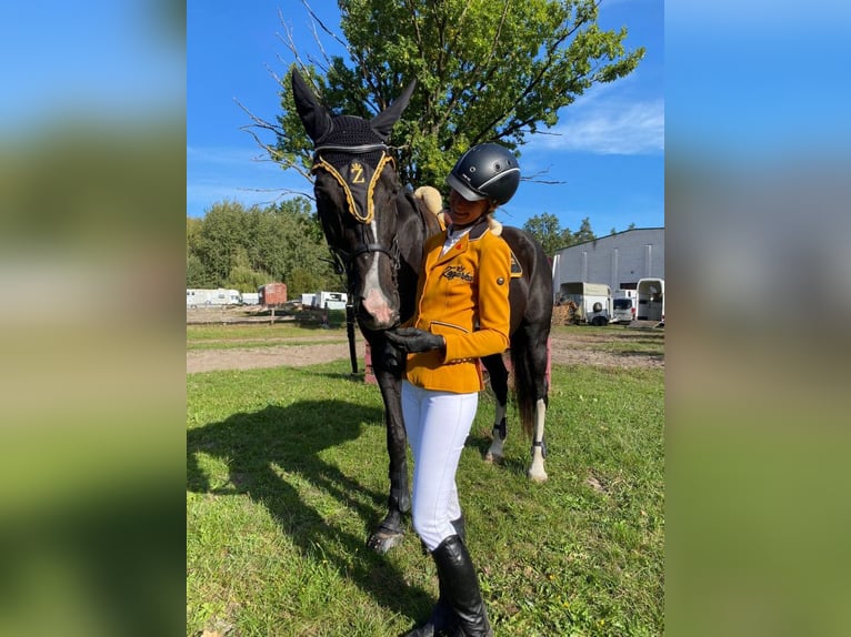Polish Halfbred Mare 13 years 16.2 hh Smoky-Black in Legionowo