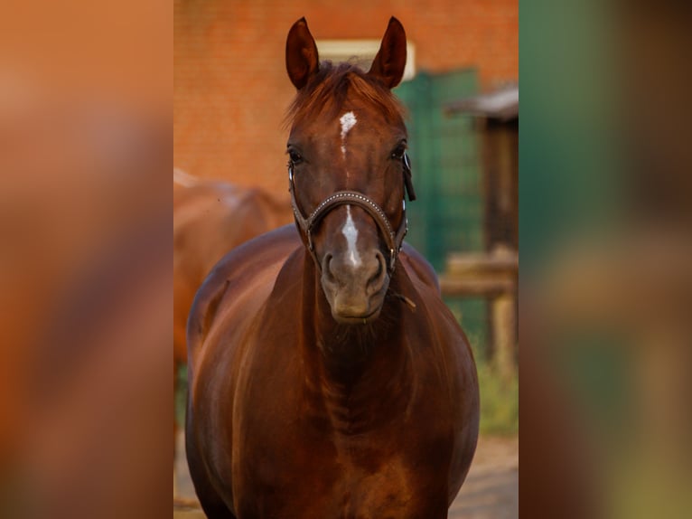 Polish Halfbred Mare 13 years 16 hh Chestnut in Borken