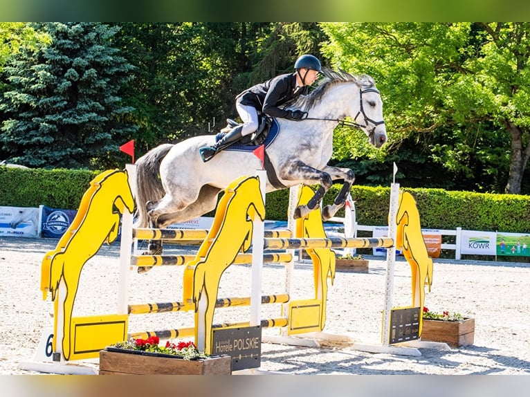 Polish Halfbred Mare 13 years 16,2 hh Grey in Wysiedle