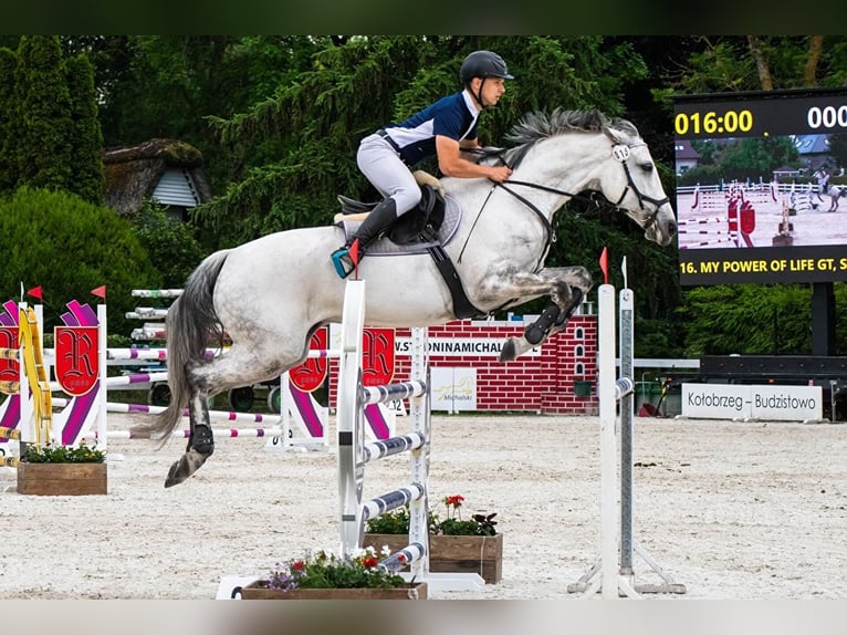 Polish Halfbred Mare 13 years 16,2 hh Grey in Wysiedle