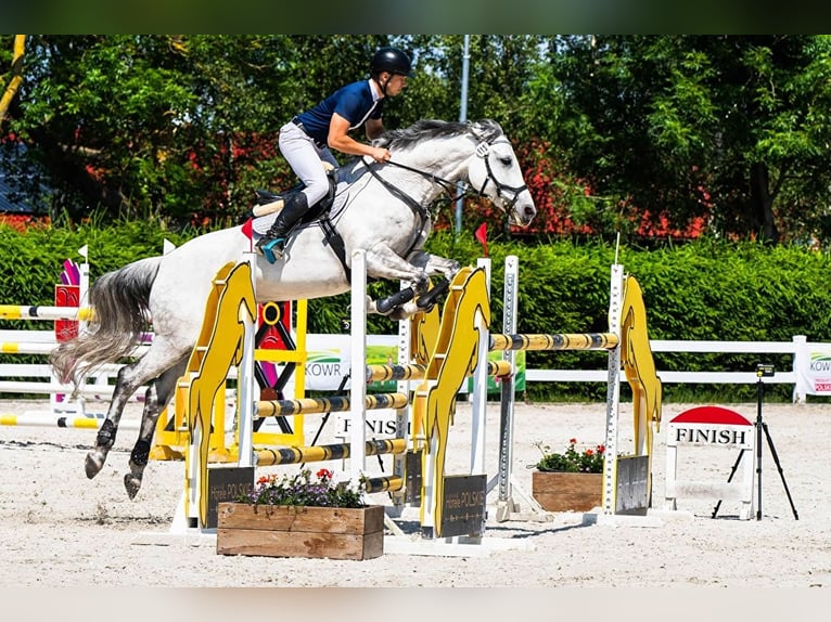 Polish Halfbred Mare 13 years 16,2 hh Grey in Wysiedle