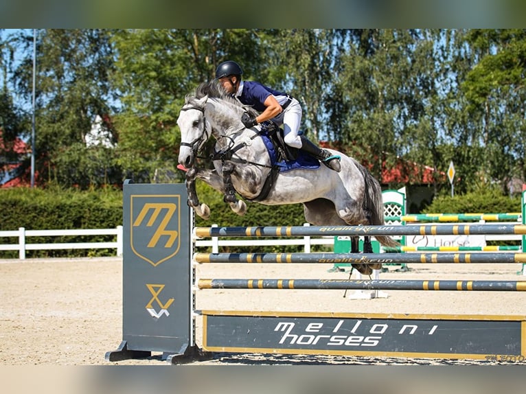 Polish Halfbred Mare 13 years 16,2 hh Grey in Wysiedle