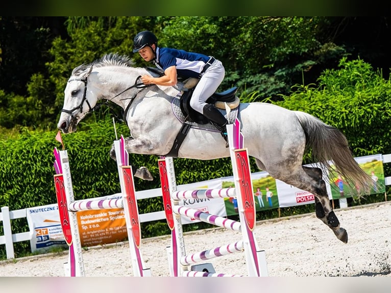 Polish Halfbred Mare 13 years 16,2 hh Grey in Wysiedle