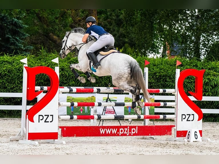 Polish Halfbred Mare 13 years 16,2 hh Grey in Wysiedle