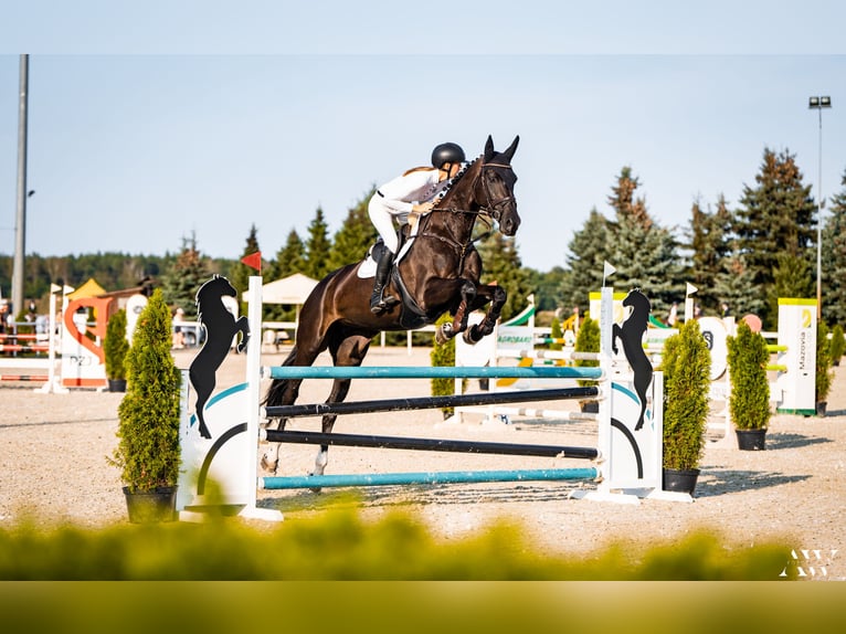 Polish Halfbred Mare 13 years 17,2 hh Smoky-Black in Łoś