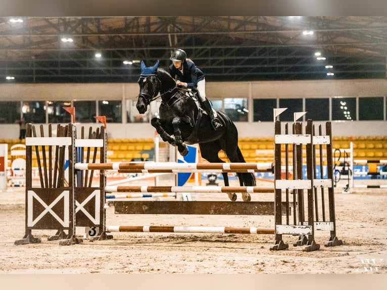 Polish Halfbred Mare 13 years 17,2 hh Smoky-Black in Łoś