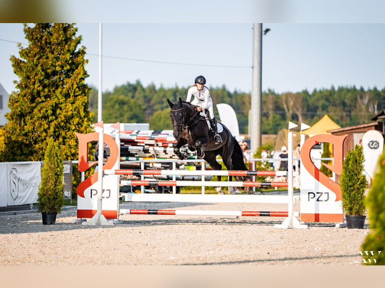 Polish Halfbred Mare 13 years 17,2 hh Smoky-Black in Łoś