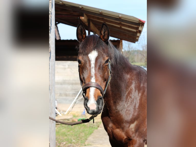 Polish Halfbred Mare 14 years 15,2 hh Brown in Heringen (Werra)