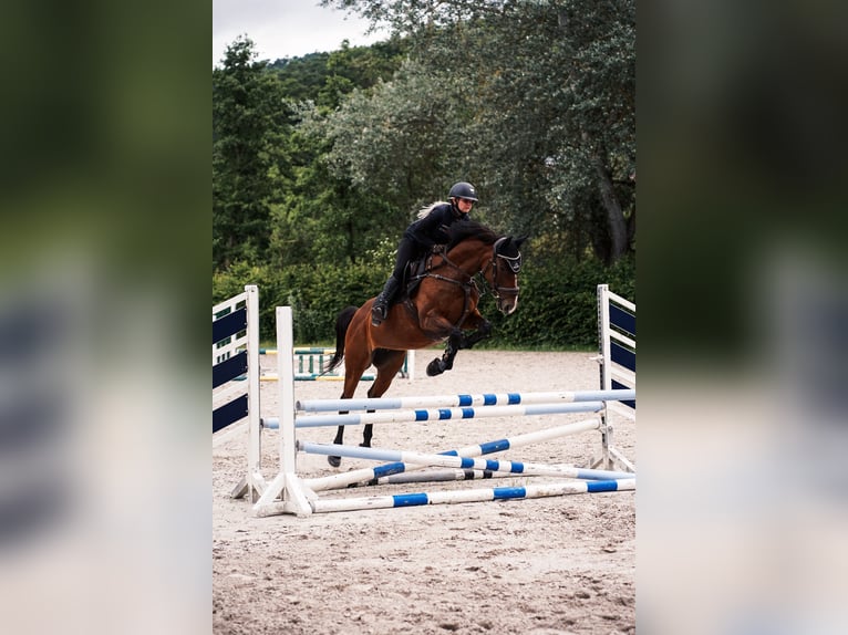 Polish Halfbred Mare 14 years 15,2 hh Brown in Heringen (Werra)