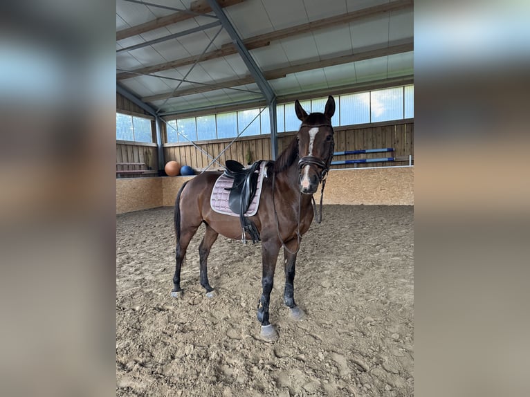 Polish Halfbred Mare 14 years 15,2 hh Brown in Heringen (Werra)