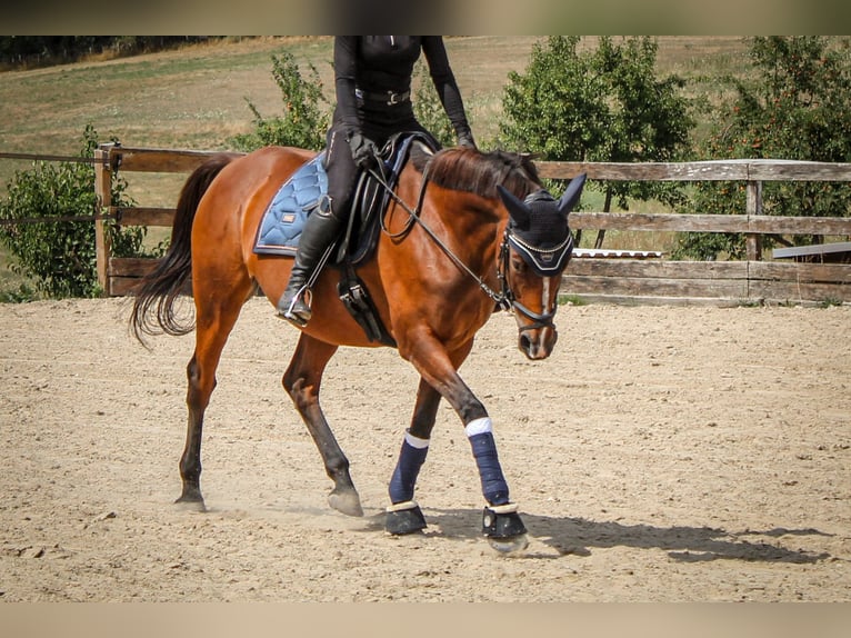 Polish Halfbred Mare 14 years 15,2 hh Brown in Heringen (Werra)