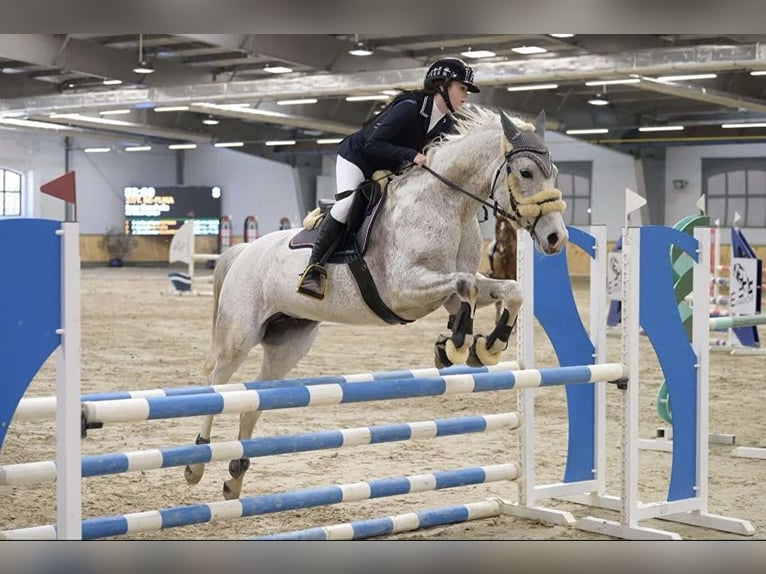 Polish Halfbred Mare 14 years 15,2 hh Gray in Linkowo