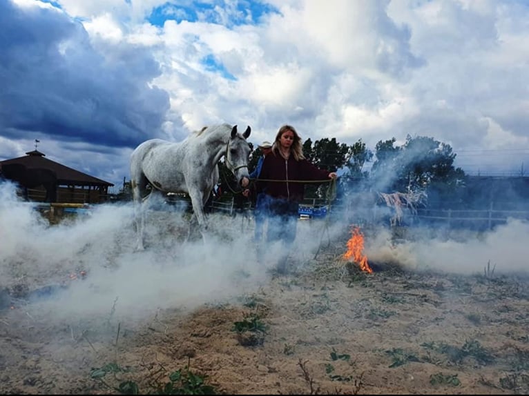 Polish Halfbred Mare 14 years 15,2 hh Gray in Linkowo