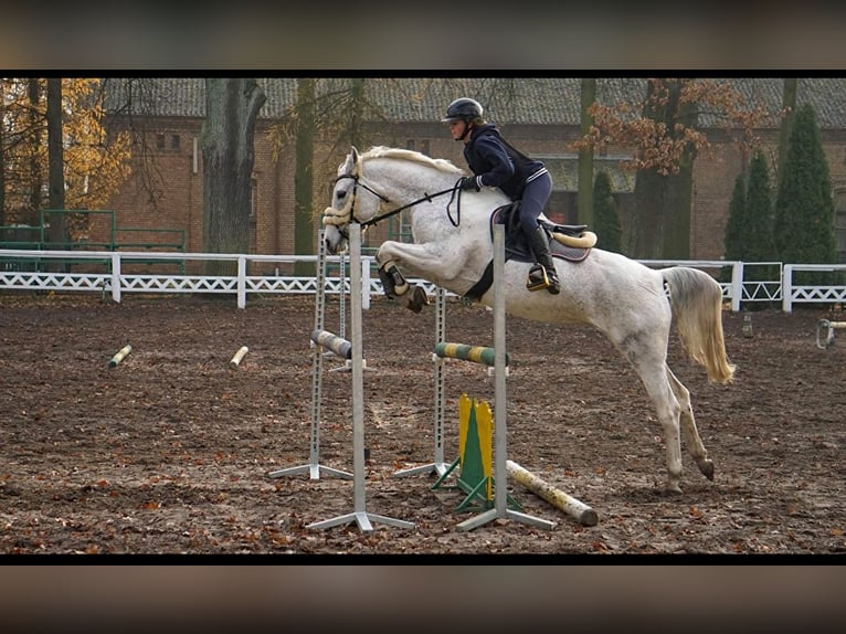 Polish Halfbred Mare 14 years 15,2 hh Gray in Linkowo