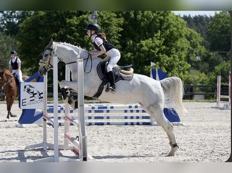 Polish Halfbred Mare 14 years 15,2 hh Gray in Linkowo