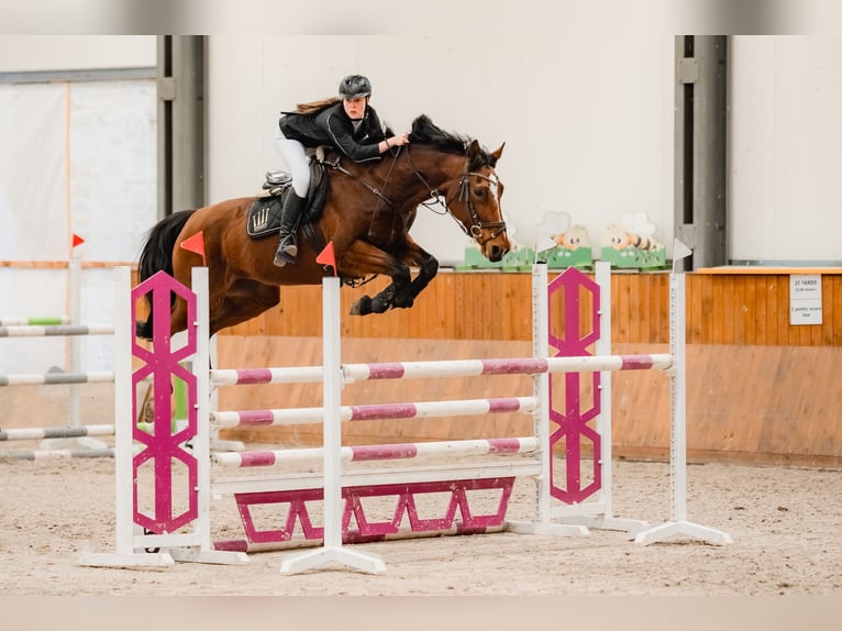 Polish Halfbred Mare 14 years 16,2 hh Brown in Kędzierzyn-Koźle