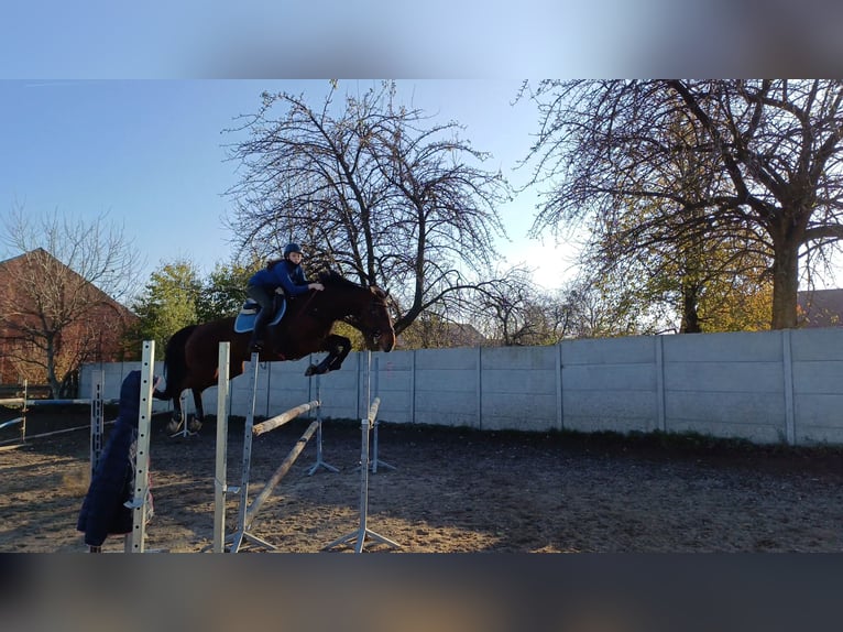 Polish Halfbred Mare 14 years 16,2 hh Brown in Kędzierzyn-Koźle