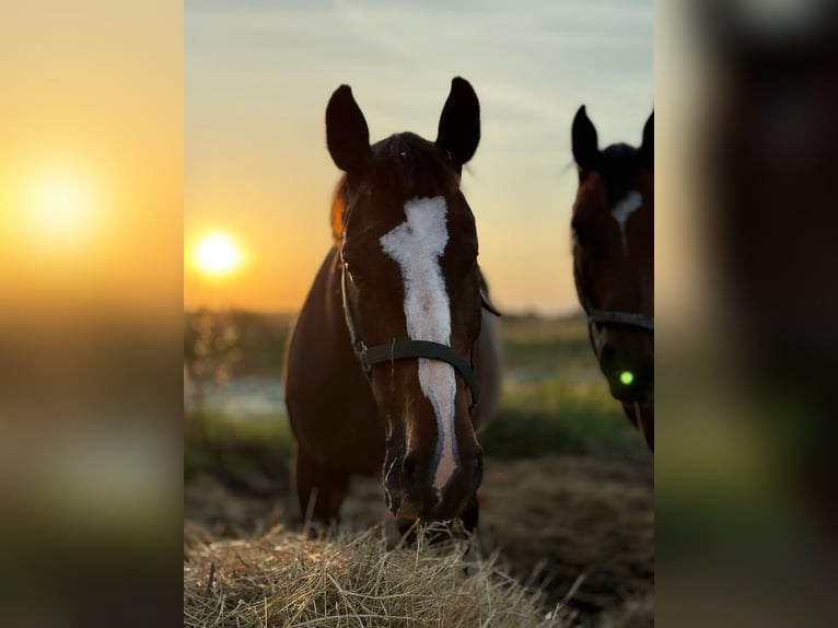 Polish Halfbred Mare 14 years 16,1 hh Bay in Gi&#x17C;ycko