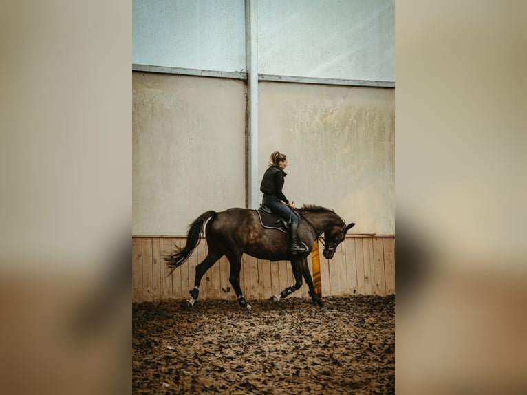 Polish Halfbred Mare 14 years 16,1 hh Bay in Gi&#x17C;ycko