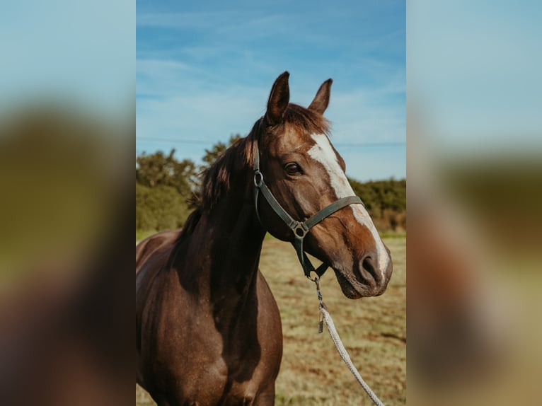 Polish Halfbred Mare 14 years 16,1 hh Bay in Gi&#x17C;ycko