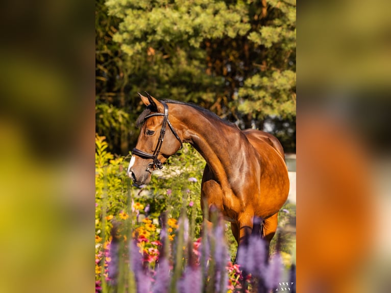 Polish Halfbred Mare 15 years 15,2 hh Brown in Mied&#x17A;no