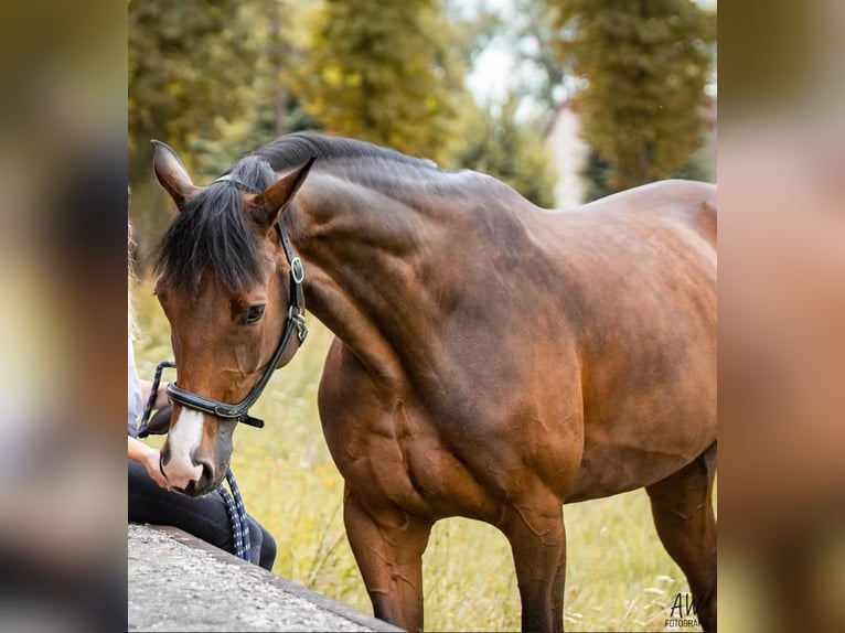 Polish Halfbred Mare 15 years 15,2 hh Brown in Mied&#x17A;no