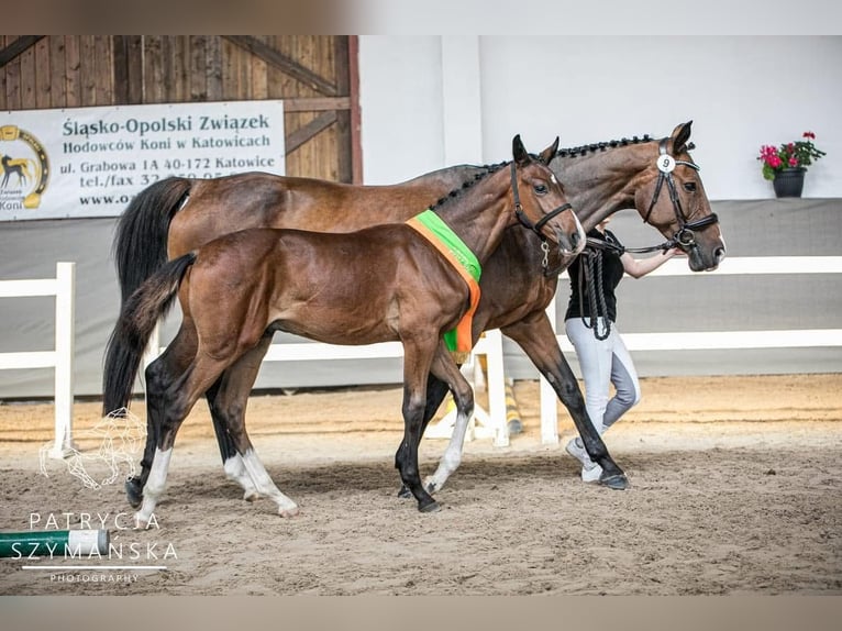Polish Halfbred Mare 15 years 15,2 hh Brown in Mied&#x17A;no