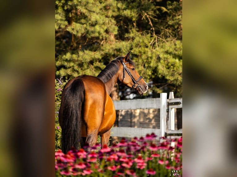 Polish Halfbred Mare 15 years 15,2 hh Brown in Mied&#x17A;no