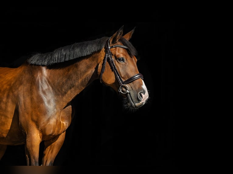 Polish Halfbred Mare 15 years 15,2 hh Brown in Mied&#x17A;no