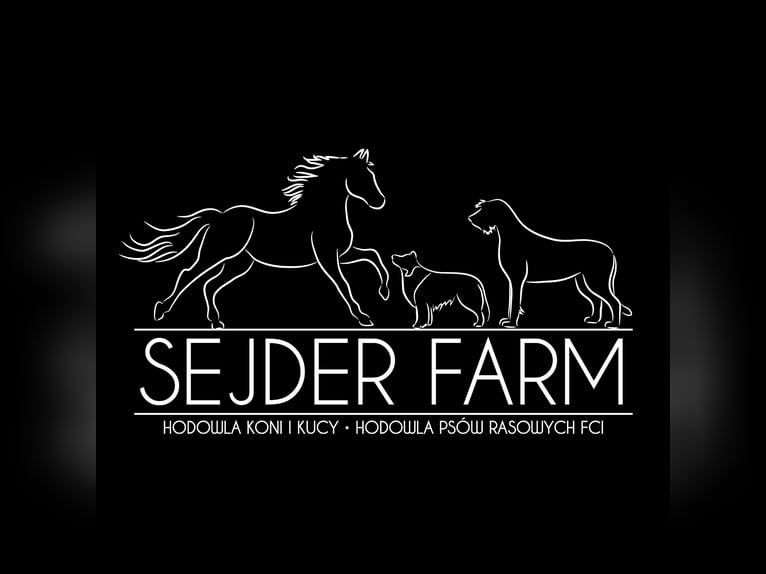 Polish Halfbred Mare 15 years 15,2 hh Brown in Mied&#x17A;no