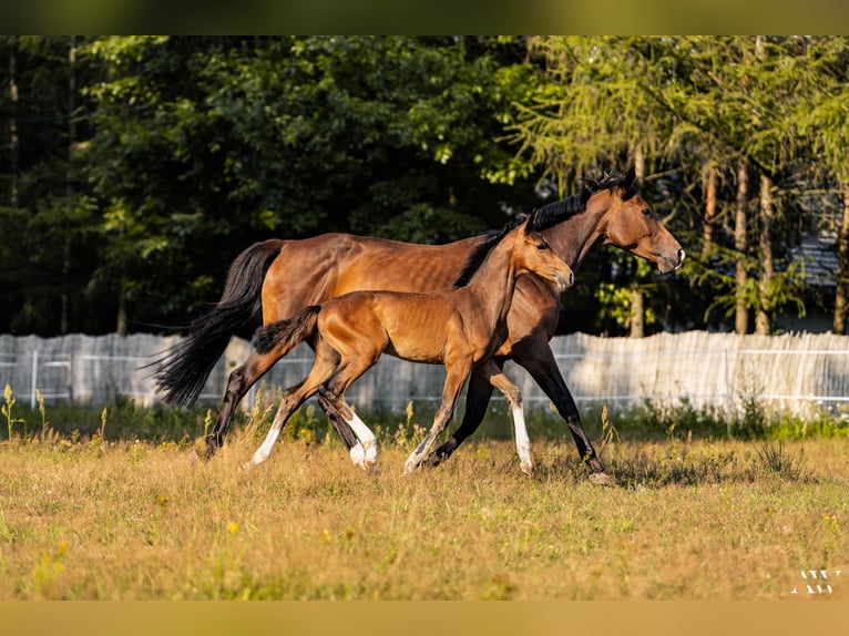 Polish Halfbred Mare 15 years 15,2 hh Brown in Mied&#x17A;no