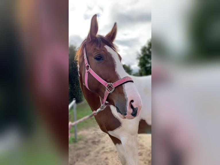 Polish Halfbred Mix Mare 15 years 15,2 hh Pinto in Ludwigshafen am Rhein