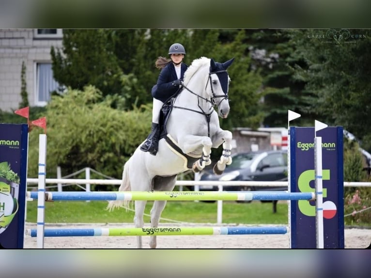 Polish Halfbred Mare 15 years 16,3 hh Gray in Nowodwór