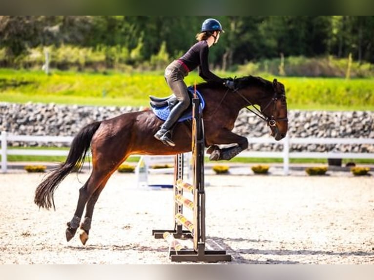 Polish Halfbred Mare 15 years 16 hh Bay in Stanisław Dolny