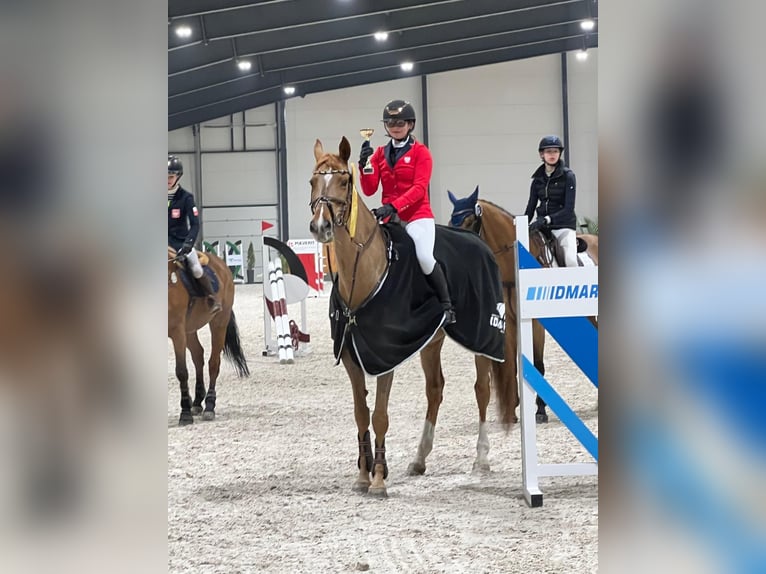 Polish Halfbred Mare 15 years 17 hh Chestnut-Red in Poznań