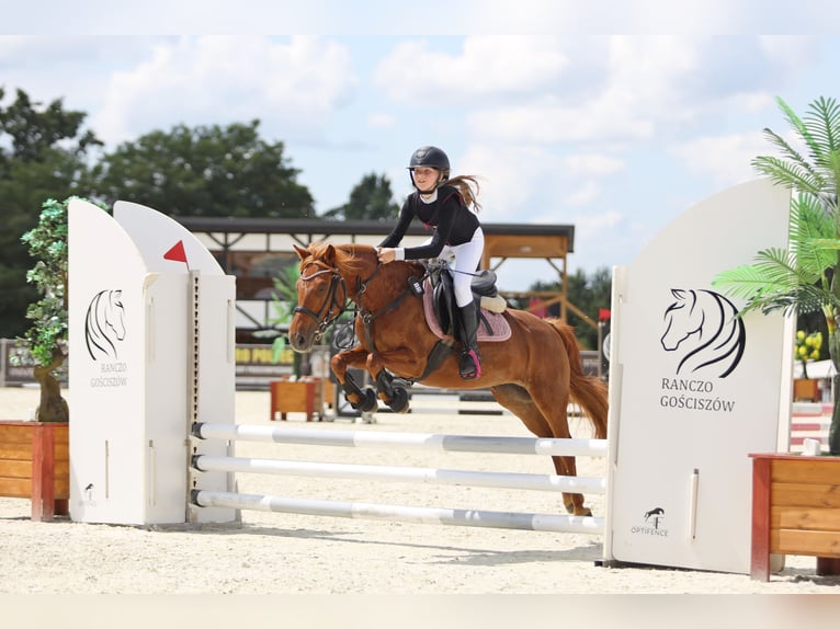 Polish Halfbred Mix Mare 16 years 12,2 hh Chestnut in Zielona G&#xF3;ra