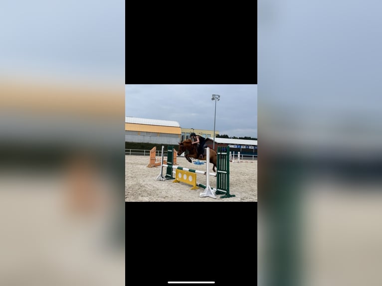 Polish Halfbred Mix Mare 16 years 12,2 hh Chestnut in Zielona G&#xF3;ra