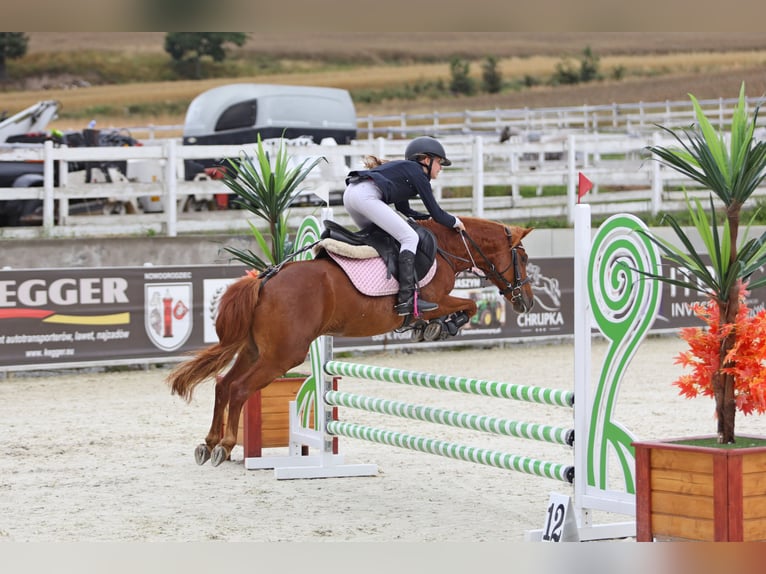 Polish Halfbred Mix Mare 16 years 12,2 hh Chestnut in Zielona G&#xF3;ra
