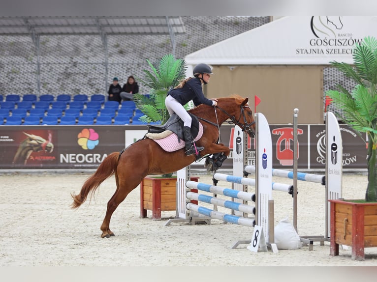Polish Halfbred Mix Mare 16 years 12,2 hh Chestnut in Zielona G&#xF3;ra