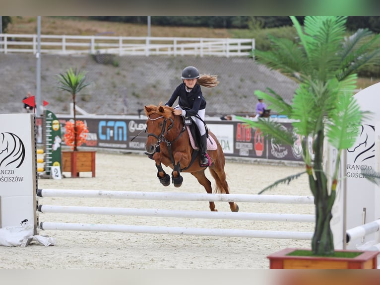 Polish Halfbred Mix Mare 16 years 12,2 hh Chestnut in Zielona G&#xF3;ra