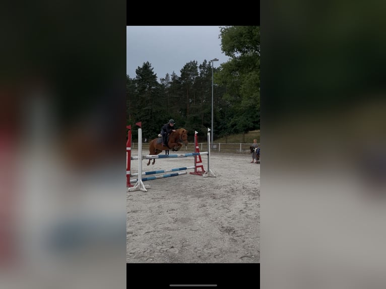 Polish Halfbred Mix Mare 16 years 12,2 hh Chestnut in Zielona G&#xF3;ra